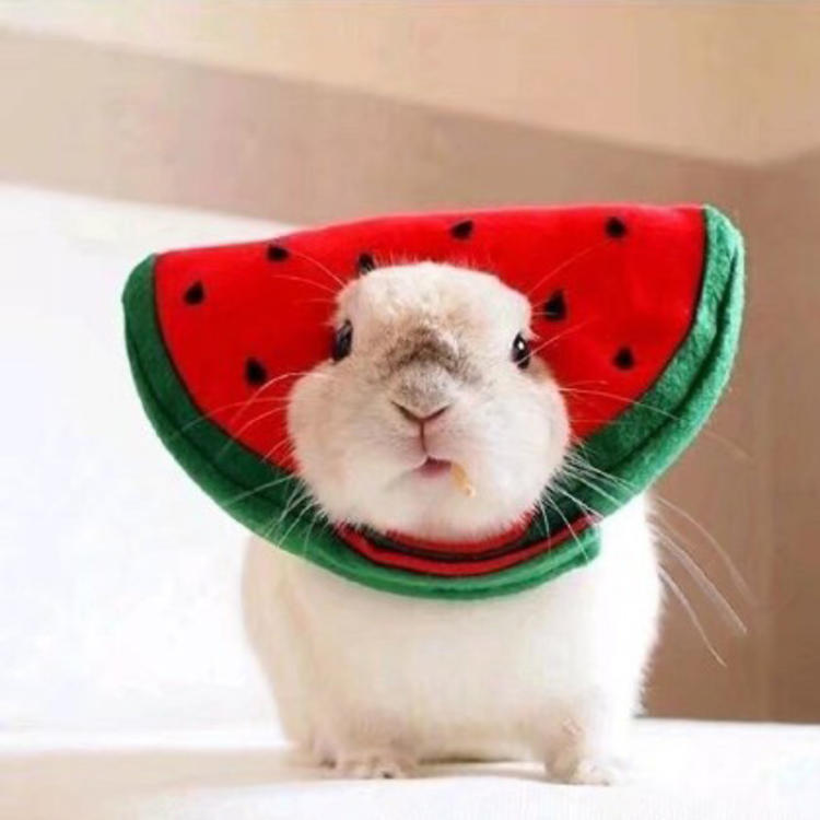 可爱萌系列宠物微信头像