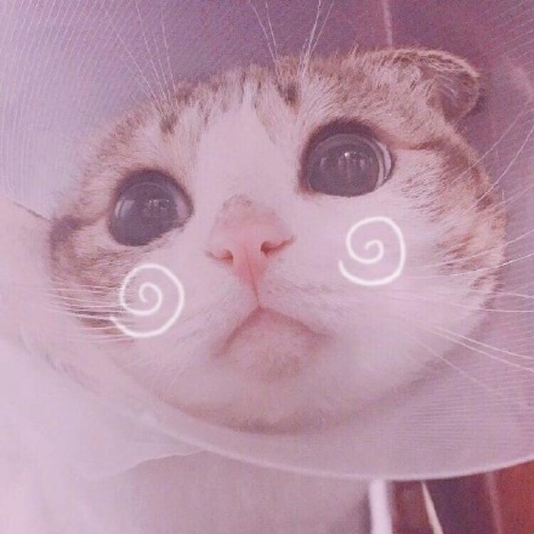 可爱萌系列宠物微信头像