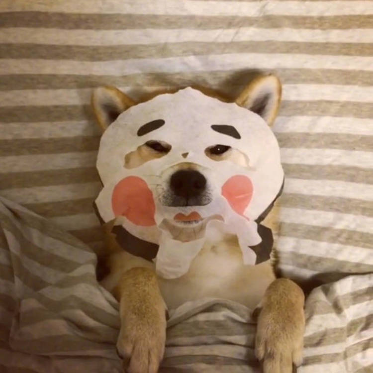 可爱萌系列宠物微信头像