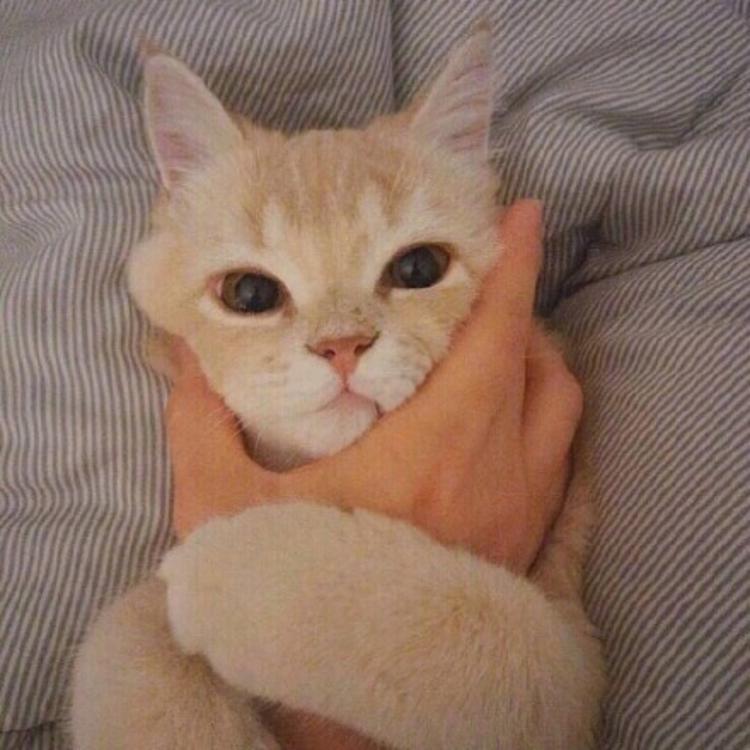 可爱萌系列宠物微信头像