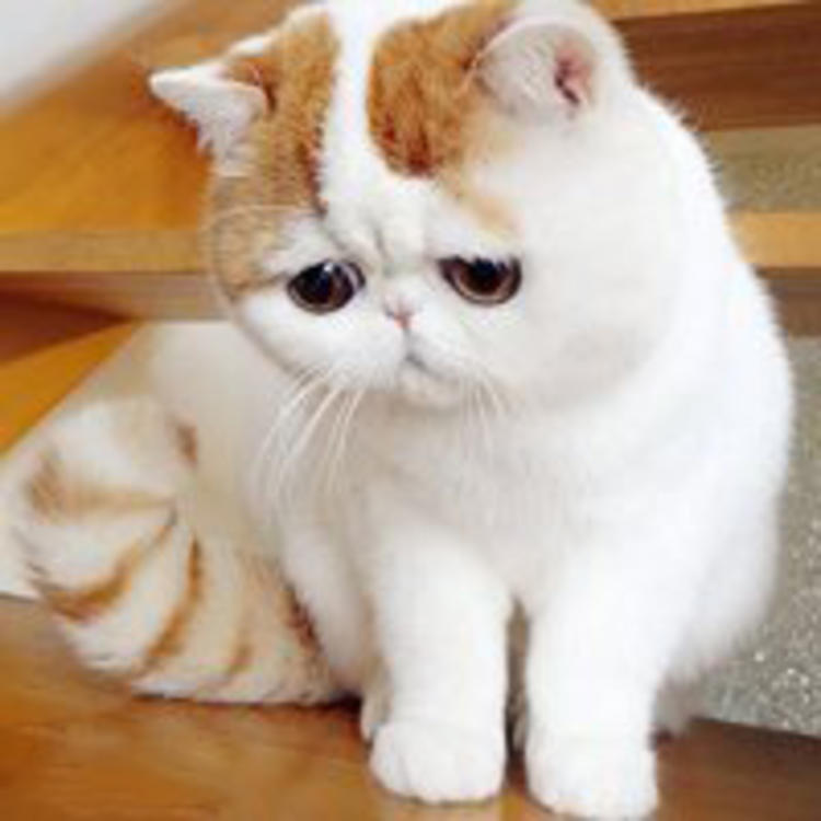 可爱萌系列宠物微信头像