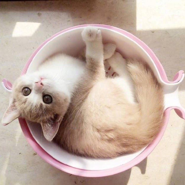 可爱萌系列宠物微信头像