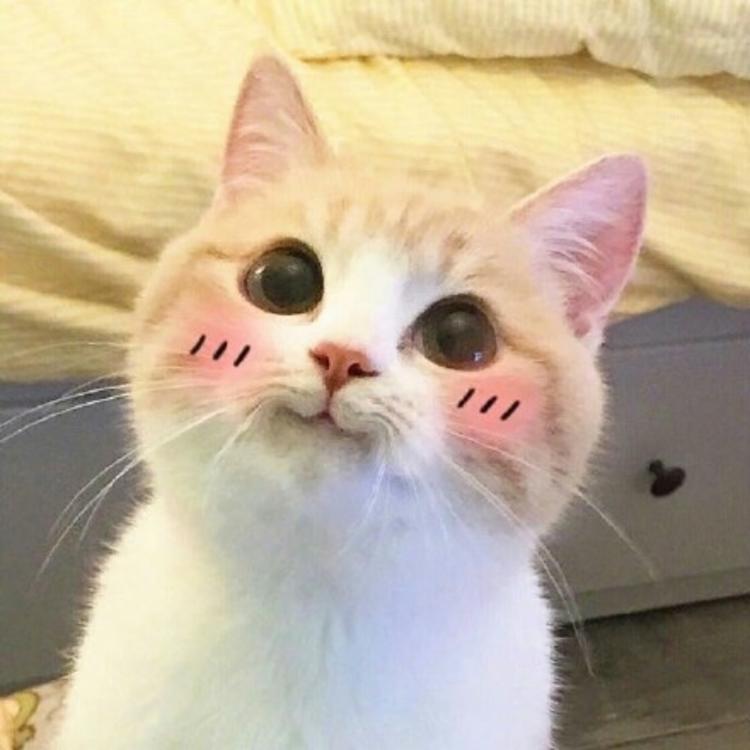 可爱萌系列宠物微信头像