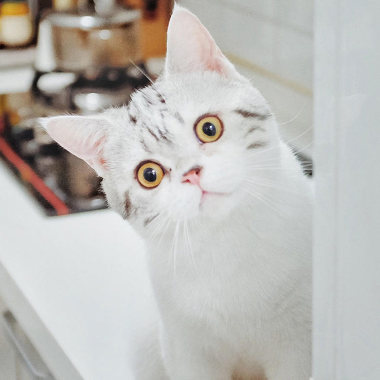 可爱萌系列宠物微信头像