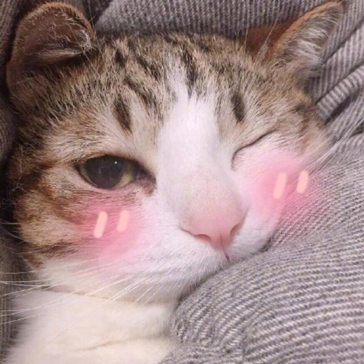 可爱萌系列宠物微信头像