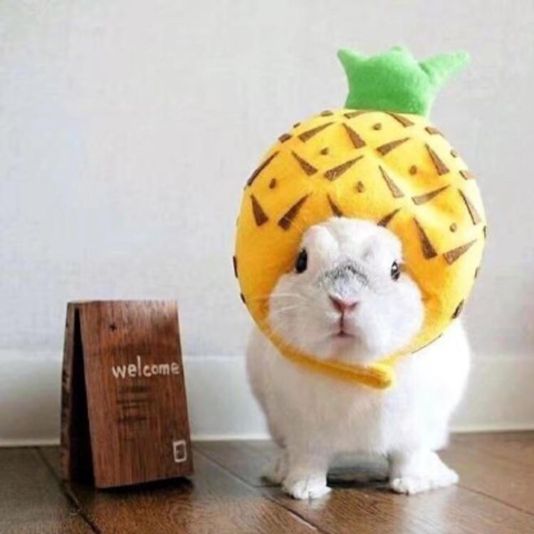 可爱萌系列宠物微信头像