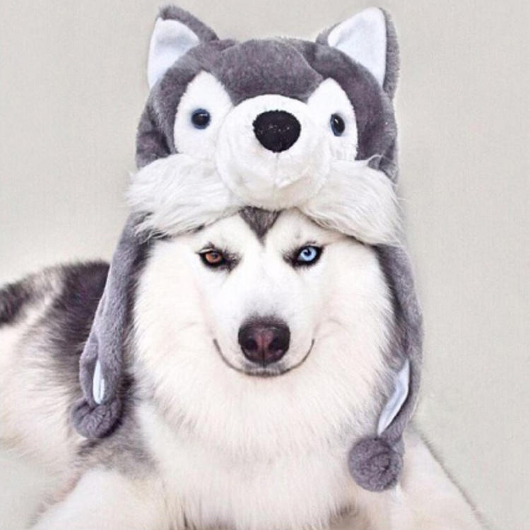 可爱萌系列宠物微信头像