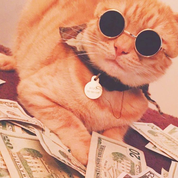 可爱萌系列宠物微信头像