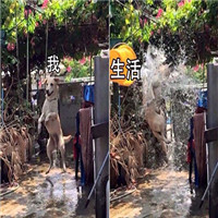 微信搞笑系列表情包