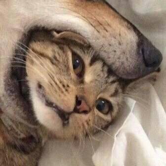 微信恶搞情侣头像