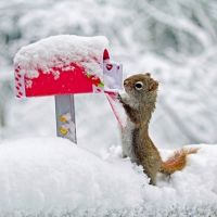 微信雪景头像