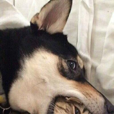 微信恶搞情侣头像