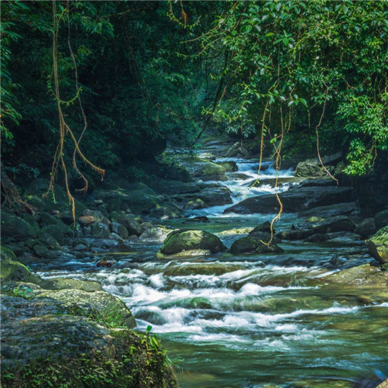 唯美森林微信朋友圈配图