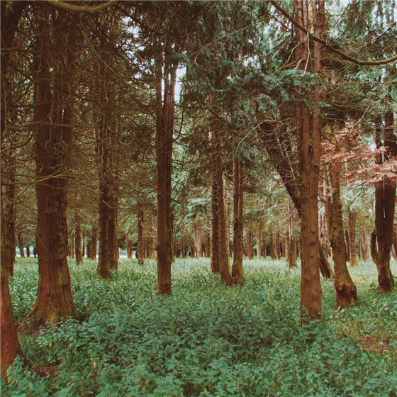 唯美森林微信朋友圈配图