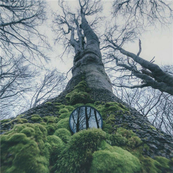 唯美森林微信朋友圈配图