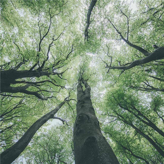 唯美森林微信朋友圈配图