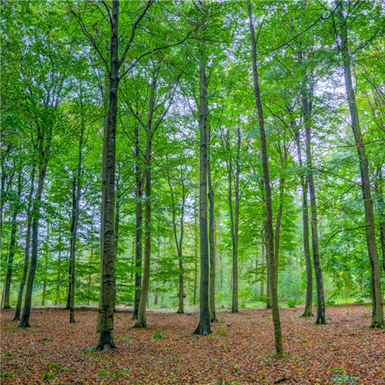 唯美森林微信朋友圈配图