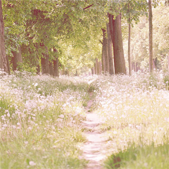 唯美森林微信朋友圈配图