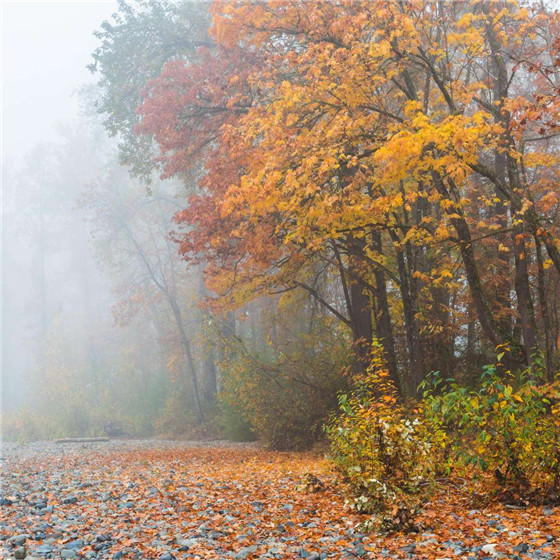 唯美森林微信朋友圈配图