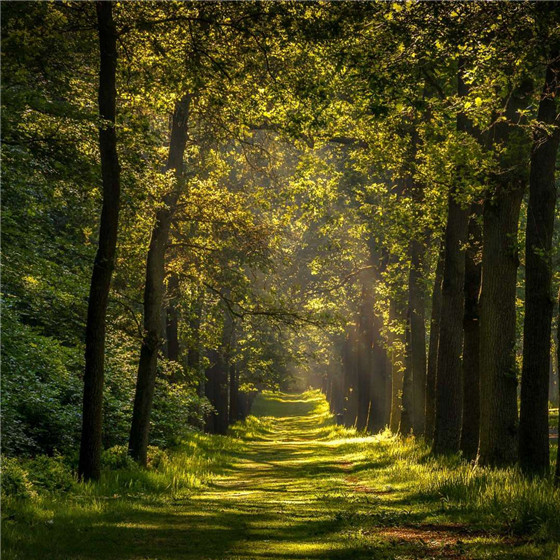 唯美森林微信朋友圈配图