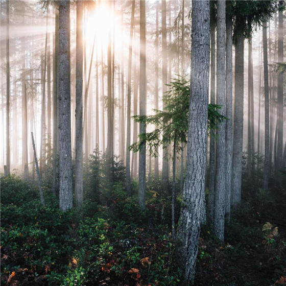 唯美森林微信朋友圈配图