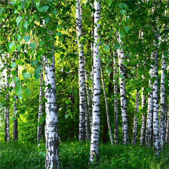 唯美森林微信朋友圈配图