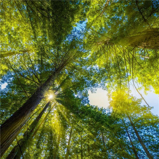 唯美森林微信朋友圈配图