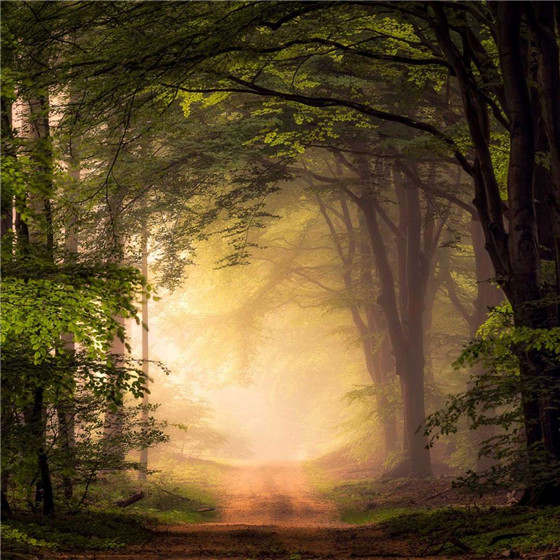 唯美森林微信朋友圈配图