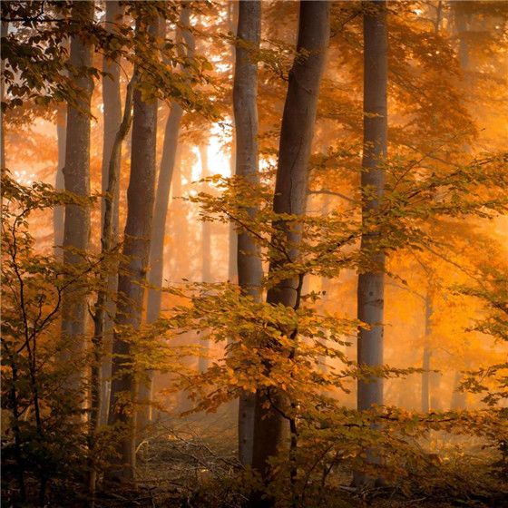 唯美森林微信朋友圈配图