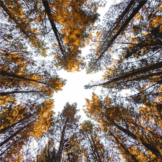 唯美森林微信朋友圈配图