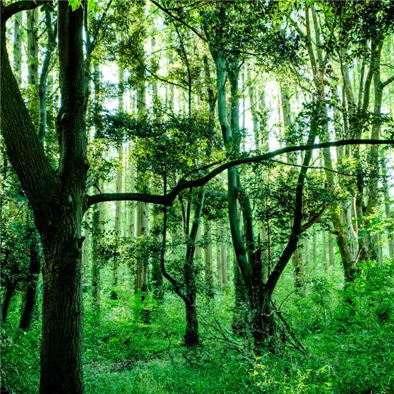 唯美森林微信朋友圈配图