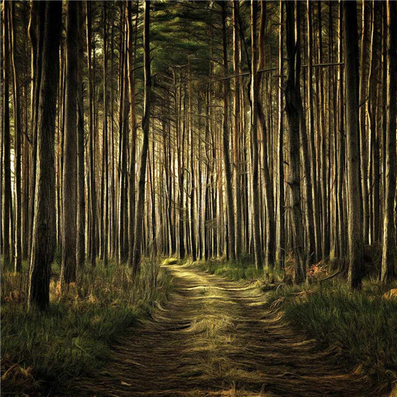 唯美森林微信朋友圈配图