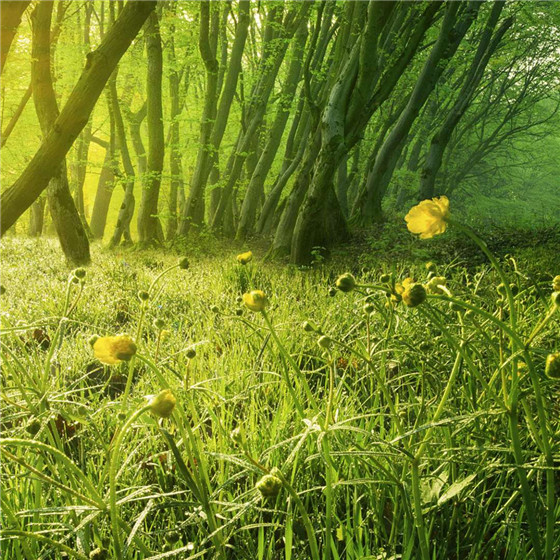 唯美森林微信朋友圈配图