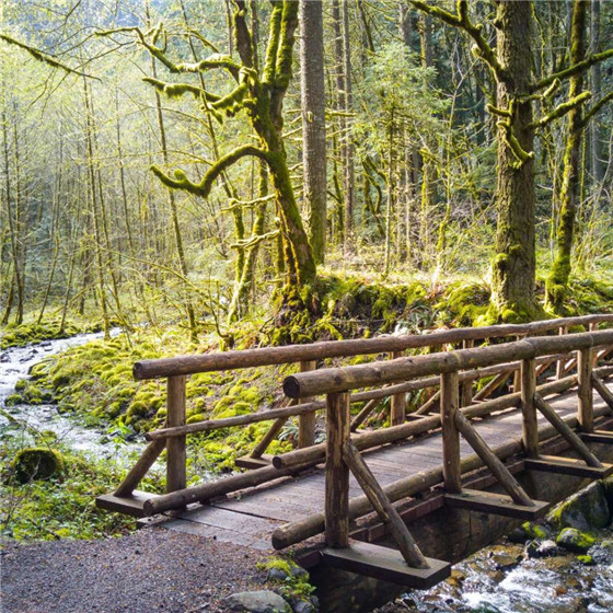 唯美森林微信朋友圈配图