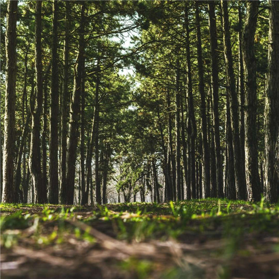 唯美森林微信朋友圈配图