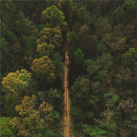 唯美森林微信朋友圈配图