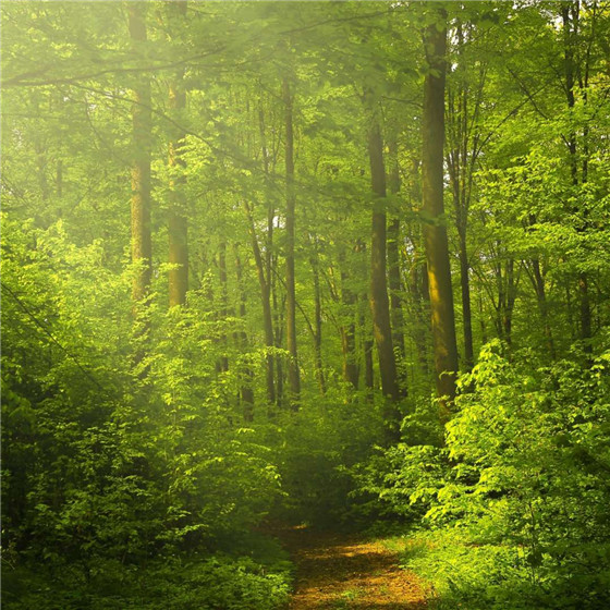 唯美森林微信朋友圈配图