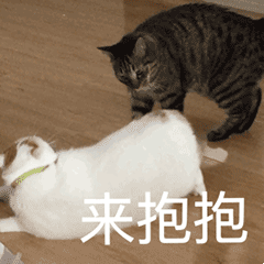 微信动态喵星人表情包