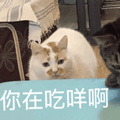 微信动态喵星人表情包