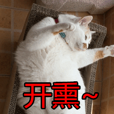 微信动态喵星人表情包