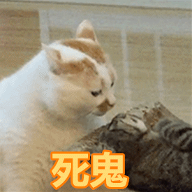 微信动态喵星人表情包