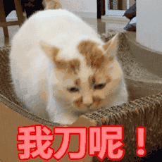 微信动态喵星人表情包
