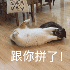 微信动态喵星人表情包