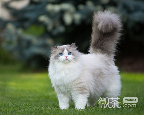 可爱萌萌哒喵星人微信头像