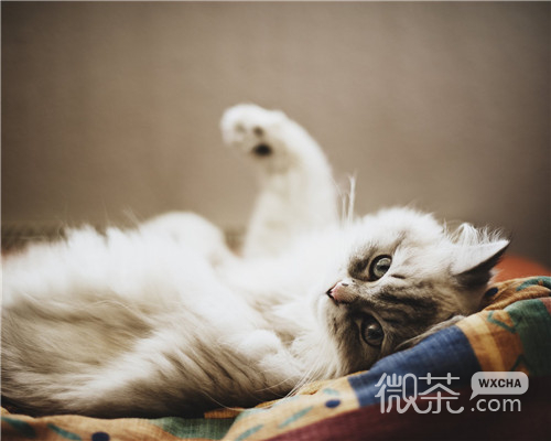 可爱萌萌哒喵星人微信头像