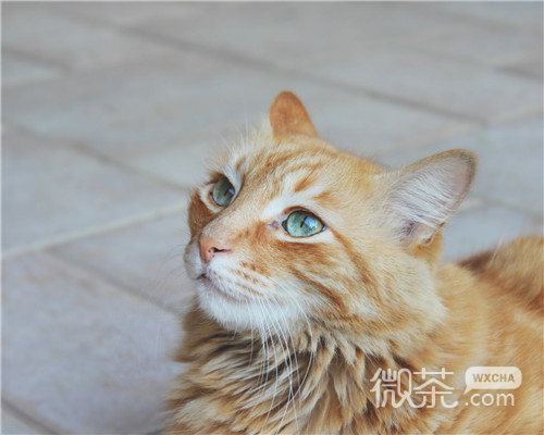 可爱萌萌哒喵星人微信头像