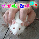 经典微信聊天表情包