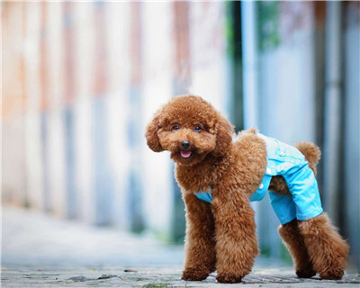 第二弹微信泰迪头像