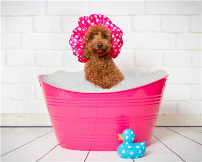 第二弹微信泰迪头像