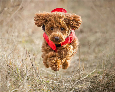 第二弹微信泰迪头像